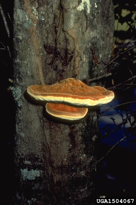 sršati luknjač (<i>Inonotus hispidus</i>) na <i>Quercus nigra</i>