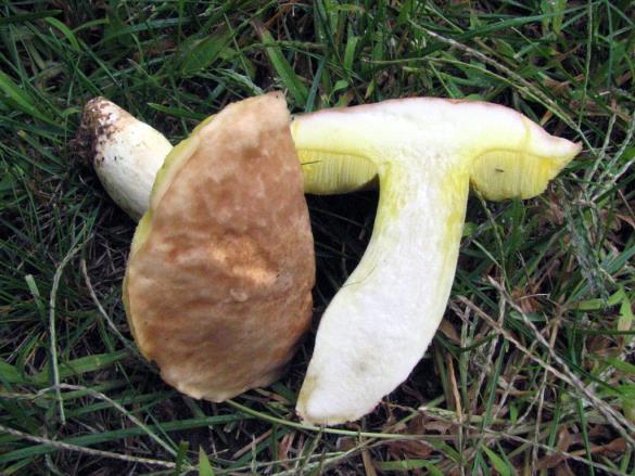 Boletus depilatus