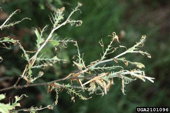 gobar (<i>Lymantria dispar</i>) na <i>Quercus</i> spp.