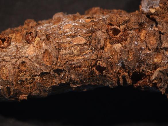 Gymnosporangium sp.