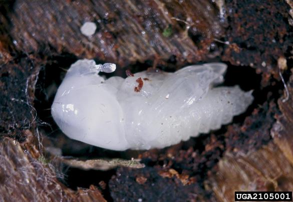 osmerozobi smrekov lubadar ali knaver (<i>Ips typographus</i>) na <i>Picea abies</i>