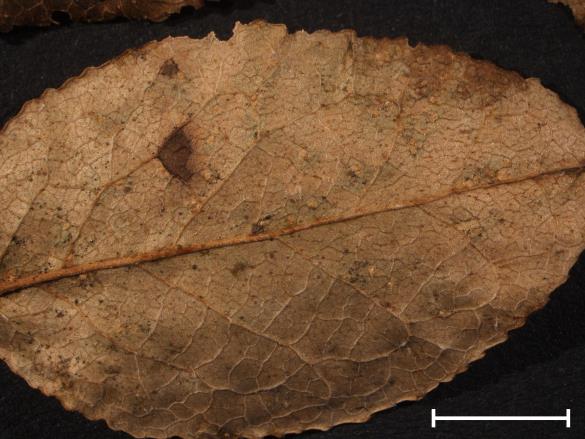 Thekopsora vacciniorum 