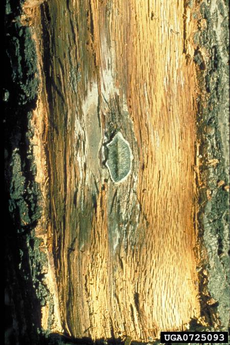hrastova uvelost (<i>Ceratocystis fagacearum</i>) na <i>Quercus</i> spp.