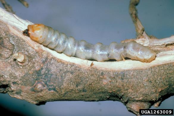 kitajski kozliček (<i>Anoplophora chinensis</i>)