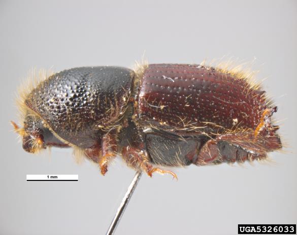 osmerozobi smrekov lubadar ali knaver (<i>Ips typographus</i>)