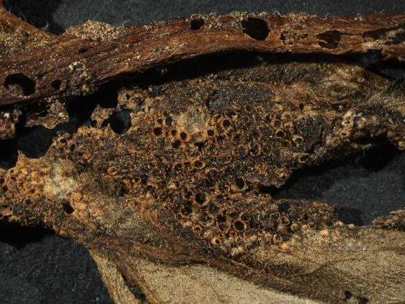 Aecidium lycoctoni 