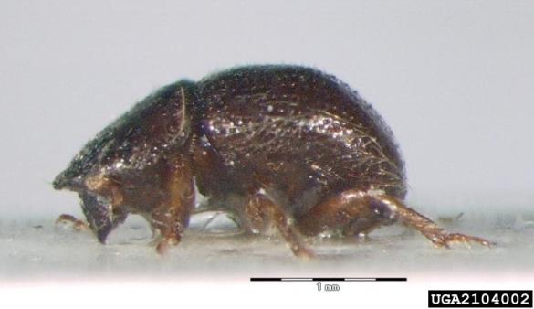 vrtni lesar (<i>Xyleborus dispar</i>)