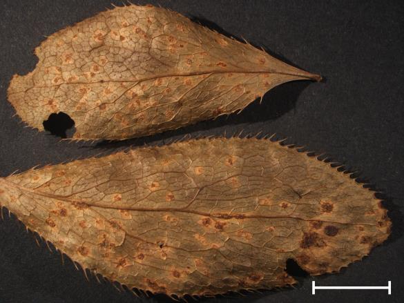 Aecidium berberidis 