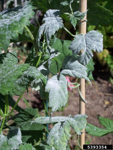<i>Podosphaera macularis</i> na <i>Humulus lupulus</i>