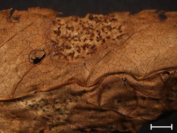 Melampsora ariae