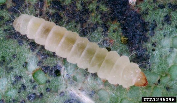 platanov listni zavrtač (<i>Phyllonorycter platani</i>)