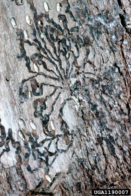 zrnati jelov lubadar, mali jelov lubadar (<i>Cryphalus piceae</i>) na <i>Abies pectinata</i>
