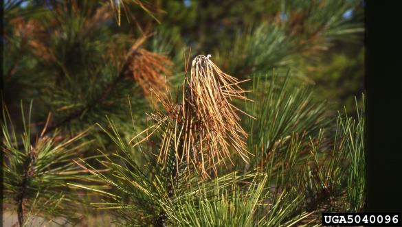odmiranje smrekovih poganjkov (<i>Sirococcus conigenus</i>) na <i>Pinus resinosa</i>