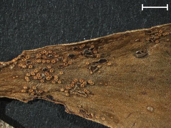 Aecidium primulae