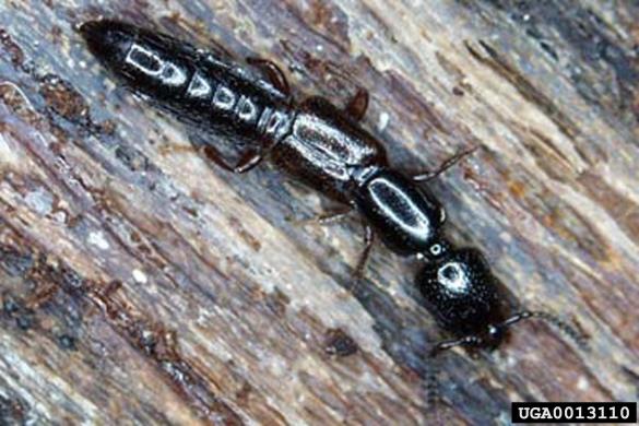 <i>Nudobius lentus</i>