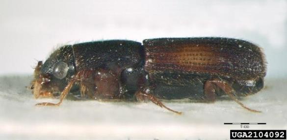 hrastov strženar (<i>Platypus cylindrus</i>)