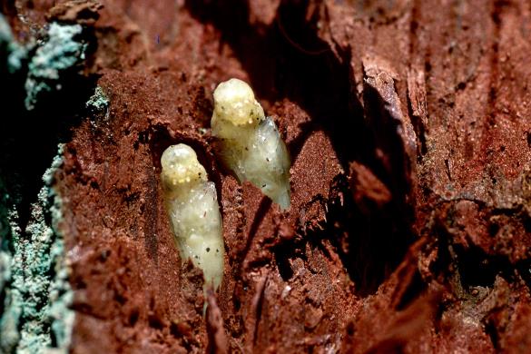 <i>Agrilus biguttatus</i> na <i>Quercus robur</i>