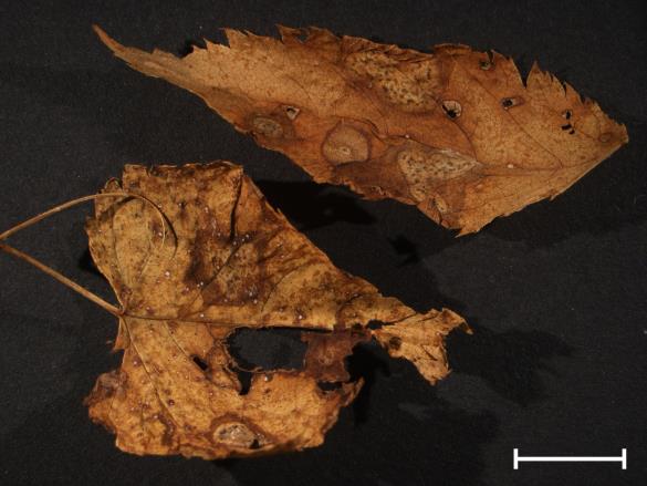 Melampsora ariae