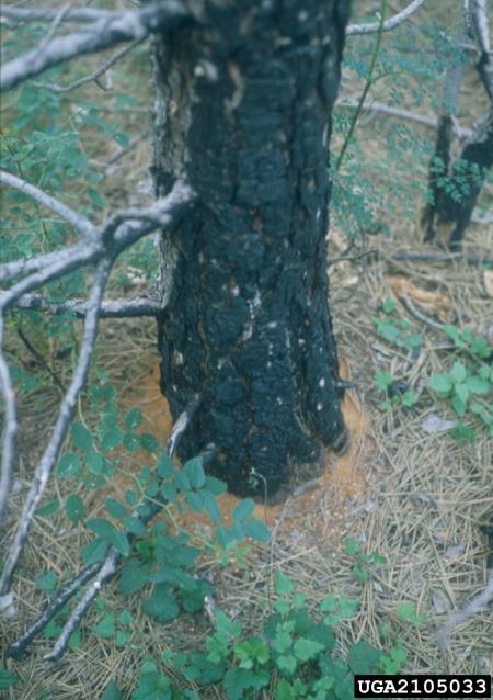 dvanajsterozobi borov lubadar (<i>Ips sexdentatus</i>) na <i>Pinus nigra</i>