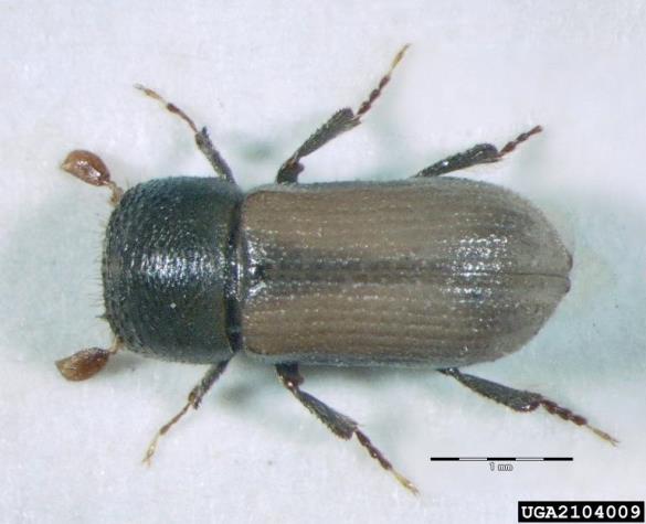 bukov lestvičar (<i>Xyloterus domesticus</i>)