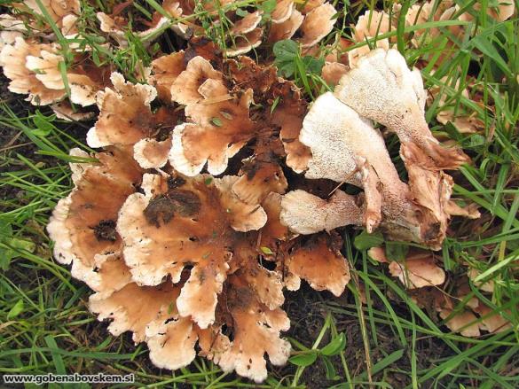 Abortiporus biennis