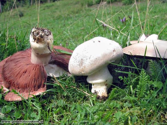 Agaricus campestris