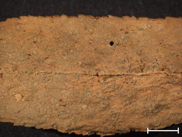 Melampsora euphorbiae 
