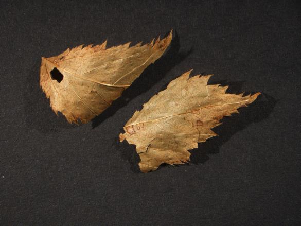 Melampsora ariae