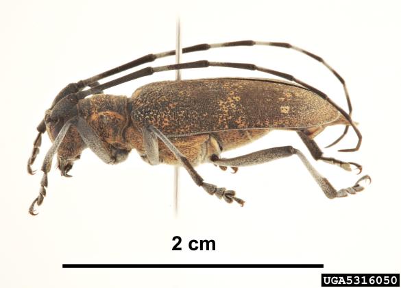 <i>Monochamus galloprovincialis</i>