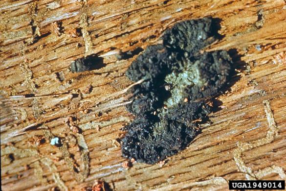 hrastova uvelost (<i>Ceratocystis fagacearum</i>) na <i>Quercus coccinea</i>