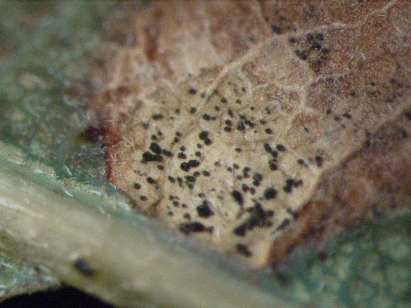 Tubakia dryina