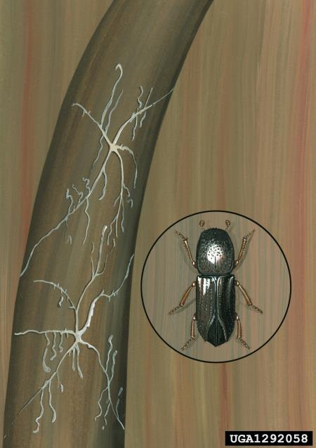jelov vejni lubadar (<i>Pityophthorus pityographus</i>)
