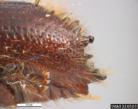 dvanajsterozobi borov lubadar (<i>Ips sexdentatus</i>)