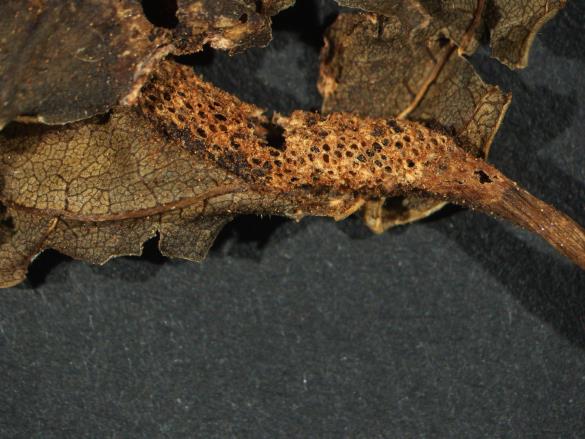 Aecidium rhamni