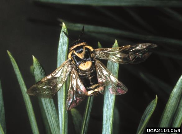 navadna borova grizlica (<i>Diprion pini</i>) na <i>Pinus sylvestris</i>