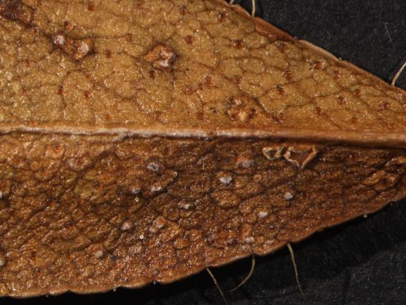 Chrysomyxa rhododendri 