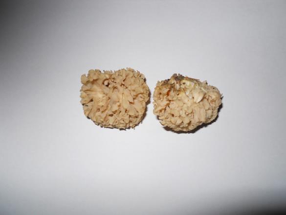 Sparassis crispa