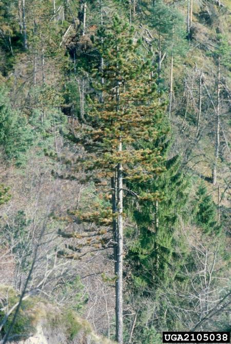 mali borov strženar (<i>Tomicus minor</i>) na <i>Pinus nigra</i>