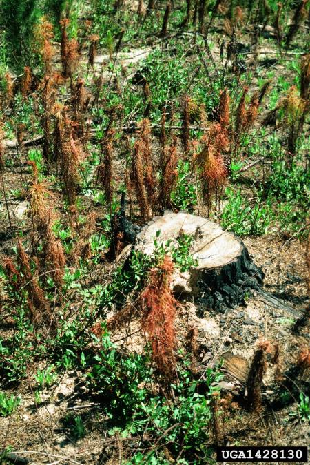 črni borov koreninar (<i>Hylastes ater</i>) na <i>Pinus radiata</i>