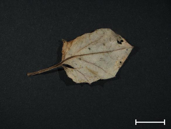 Aecidium tussilaginis