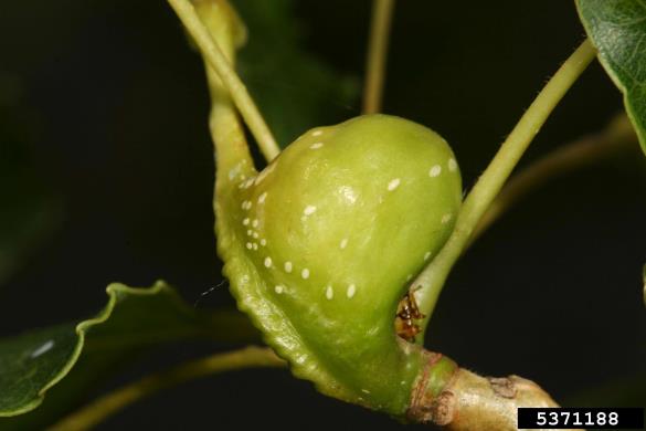 <i>Pemphigus bursarius</i>