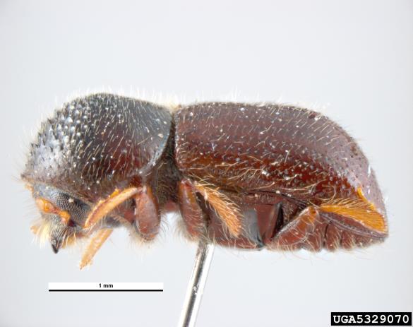vrtni lesar (<i>Xyleborus dispar</i>)