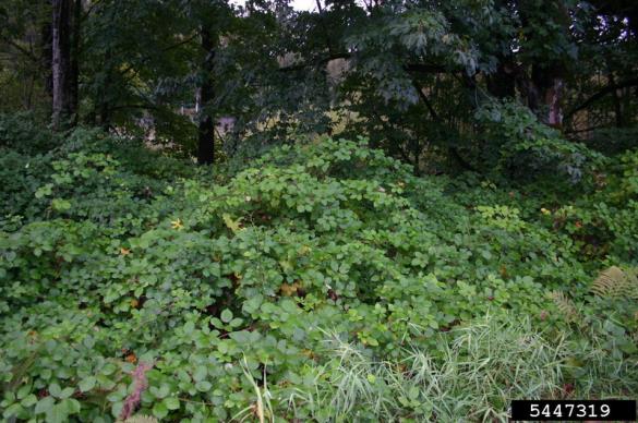<i>Rubus armeniacus</i>