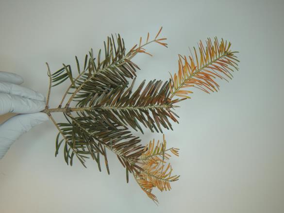 <i>Rhizosphaera pini</i> na jelki