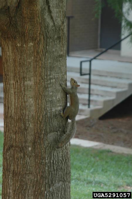 siva veverica (<i>Sciurus carolinensis</i>)