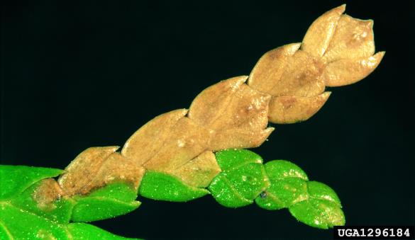 <i>Argyresthia thuiella</i>
