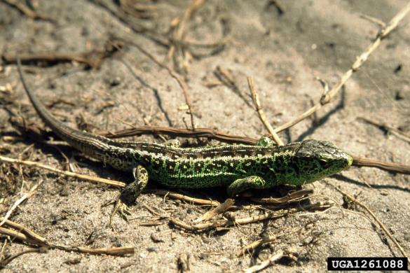 martinček (<i>Lacerta agilis</i>)