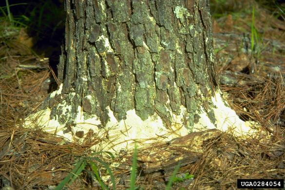 hrastov strženar (<i>Platypus cylindrus</i>)