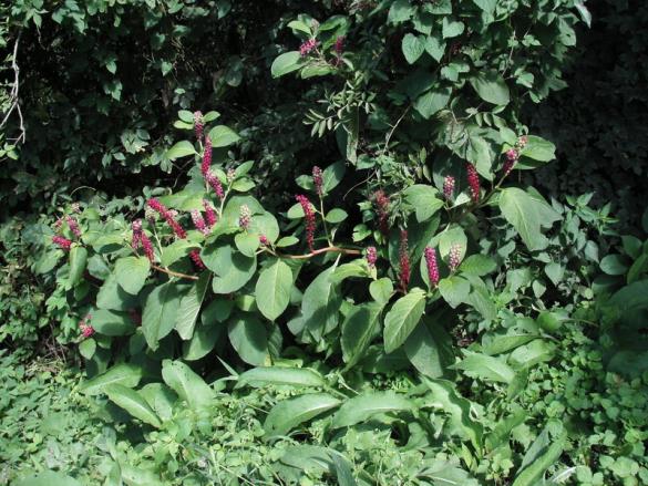 <i>Phytolacca acinosa</i>