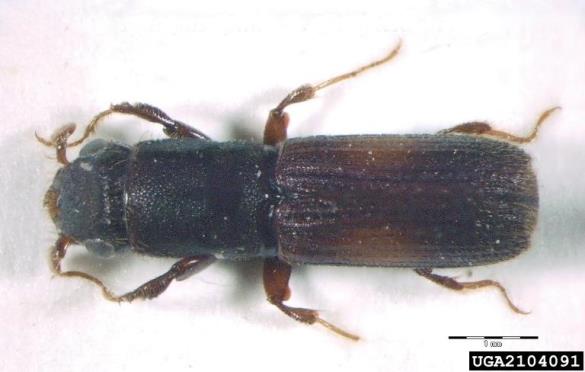 hrastov strženar (<i>Platypus cylindrus</i>)
